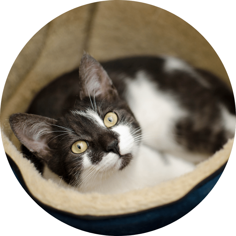 Schwarz-weiße Katze liegt bei der mobilen Katzenbetreuung auf ihrem Lieblingsplatz