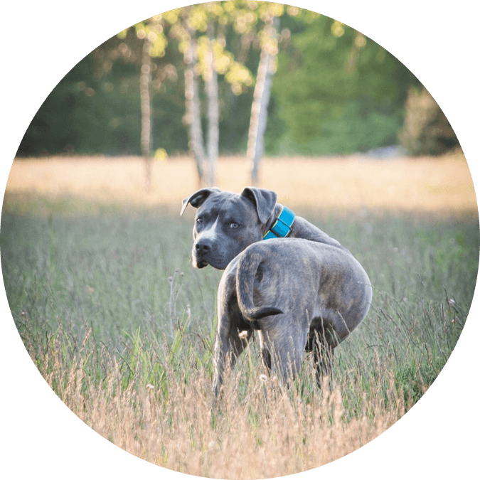 Beim der Hundebetreuung wird auf individuelle Bedürfnisse geachtet wie beispielsweise Unverträglichkeiten, Erkrankungen, Ängste des Hundes