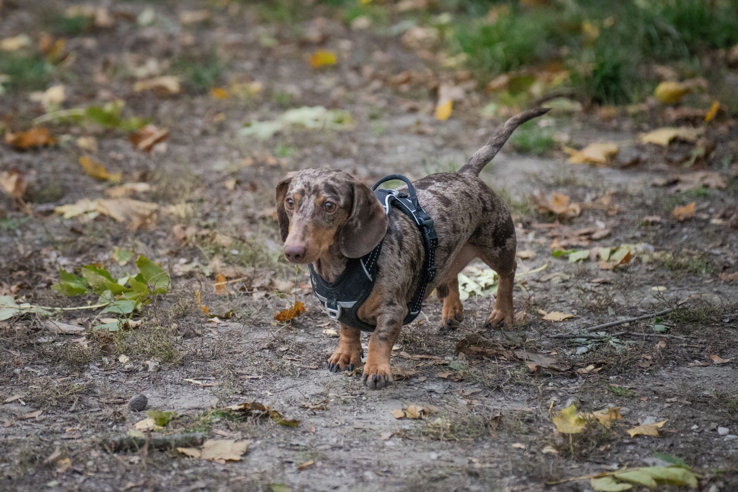 Hund mit Geschirr sitzt und gibt Pfötchen beim Gassi-Service Koblenz