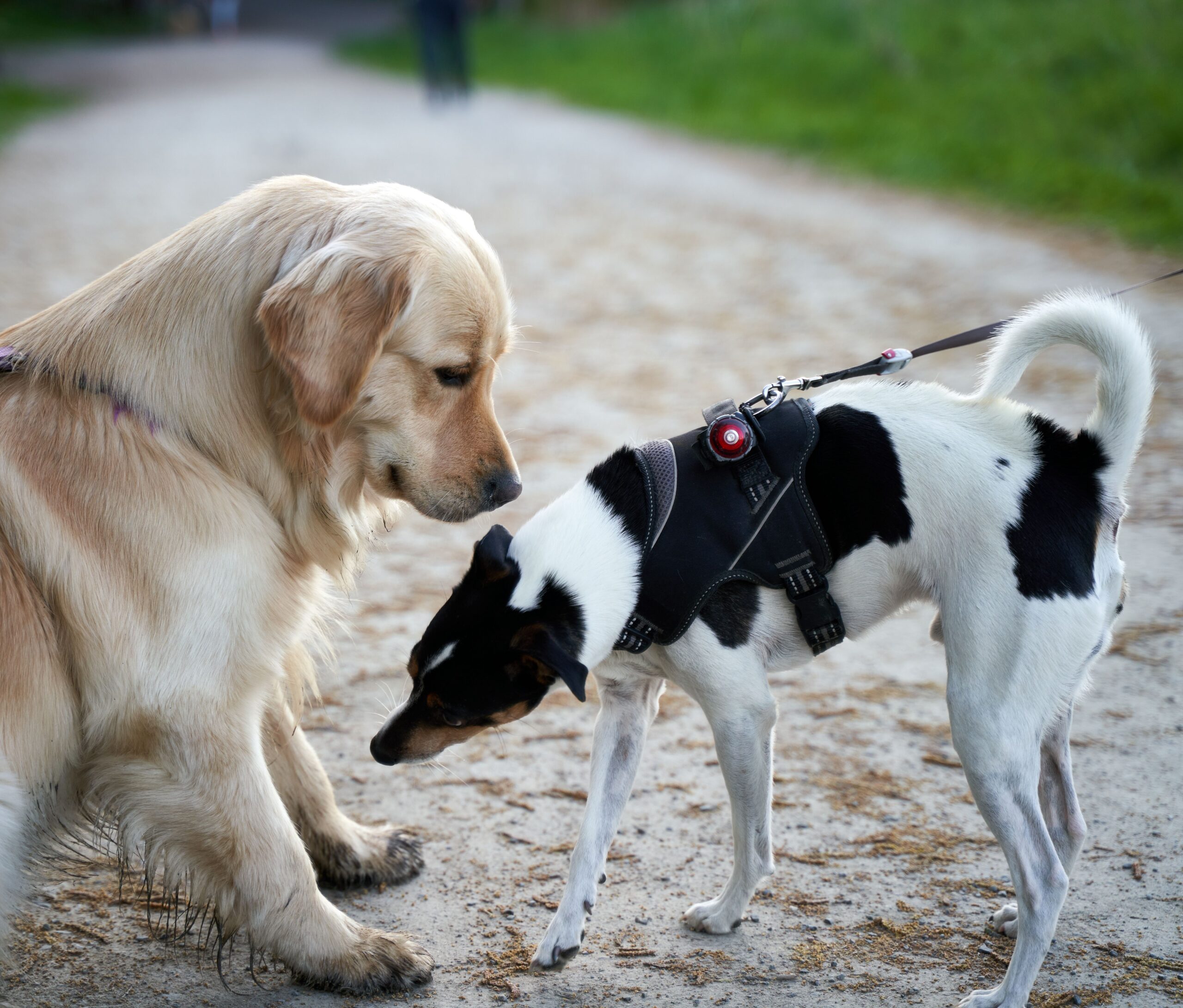 pexels-barnabas-davoti-31615494-9305832 Beim der Hundebetreuung wird auf individuelle Bedürfnisse geachtet wie beispielsweise Unverträglichkeiten, Erkrankungen, Ängste des Hundes