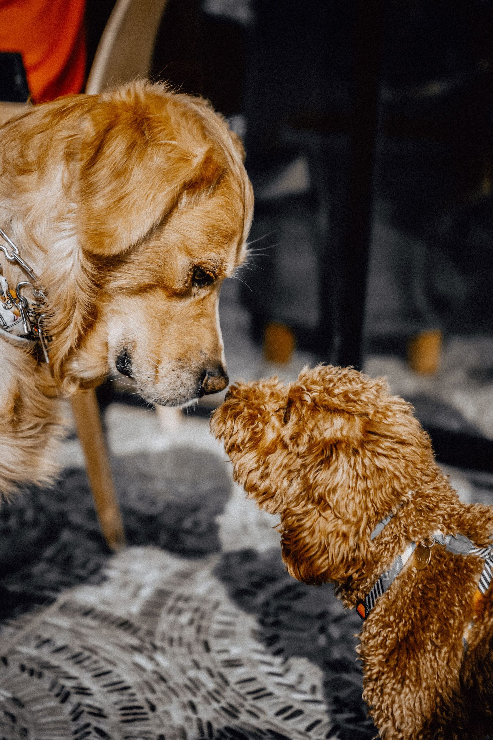 pexels-evlivanburak-10996406 Beim der Hundebetreuung wird auf individuelle Bedürfnisse geachtet wie beispielsweise Unverträglichkeiten, Erkrankungen, Ängste des Hundes