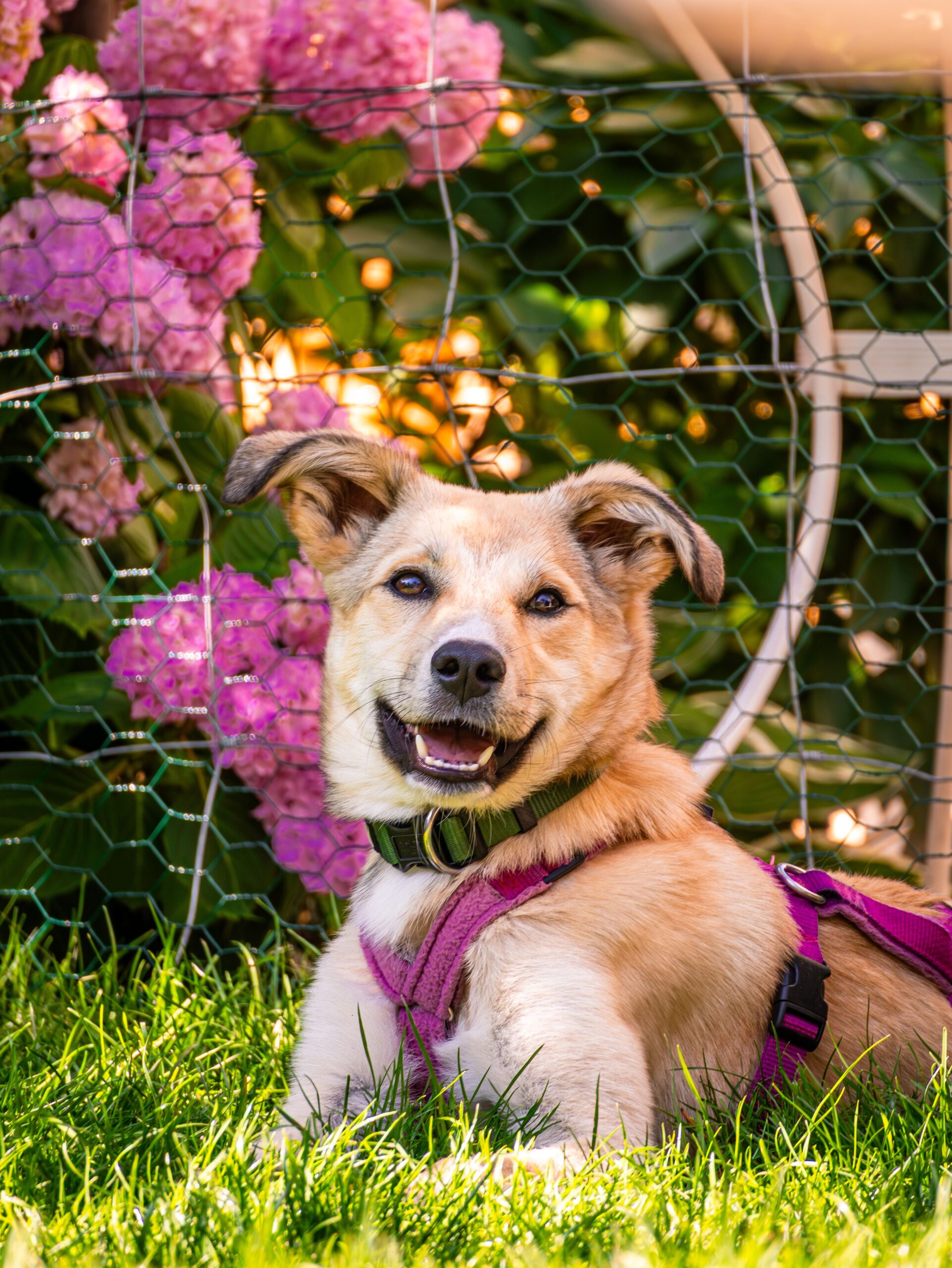 Beim der Hundebetreuung wird auf individuelle Bedürfnisse geachtet wie beispielsweise Unverträglichkeiten, Erkrankungen, Ängste des Hundes