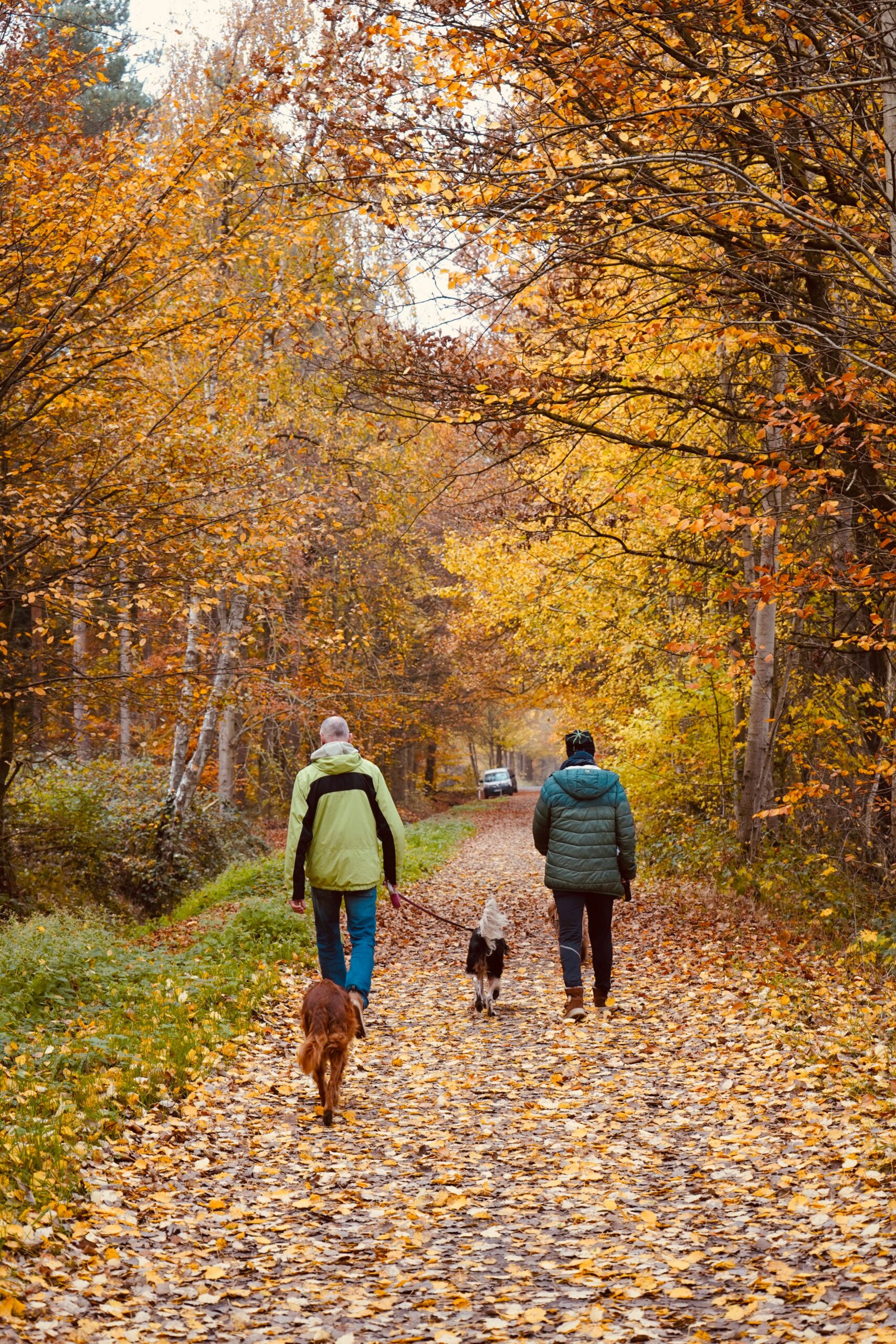 pexels-farmankareem-34664855 Hund mit Geschirr sitzt und gibt Pfötchen beim Gassi-Service Koblenz