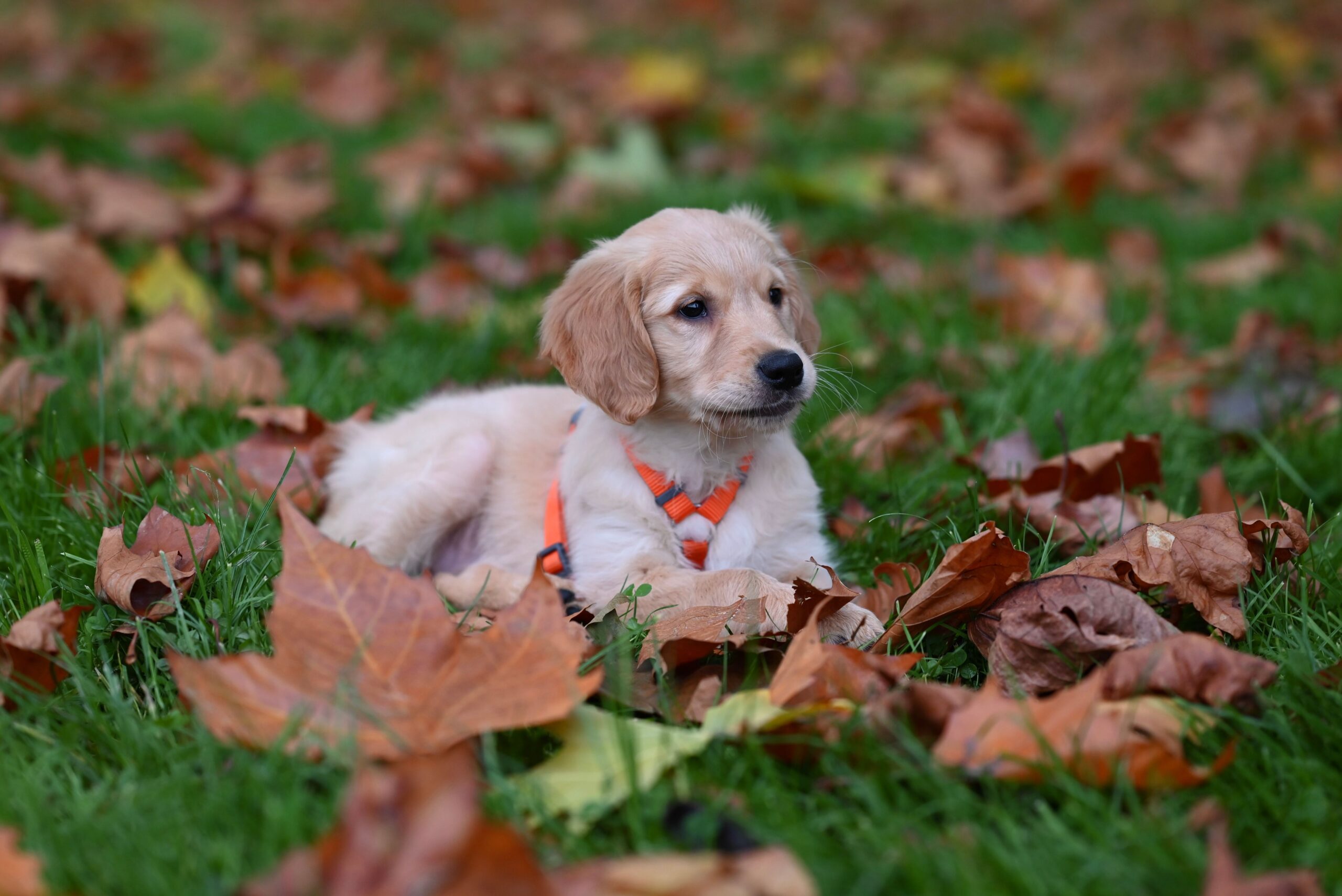 pexels-jaclou-dl-29352263 Beim der Hundebetreuung wird auf individuelle Bedürfnisse geachtet wie beispielsweise Unverträglichkeiten, Erkrankungen, Ängste des Hundes