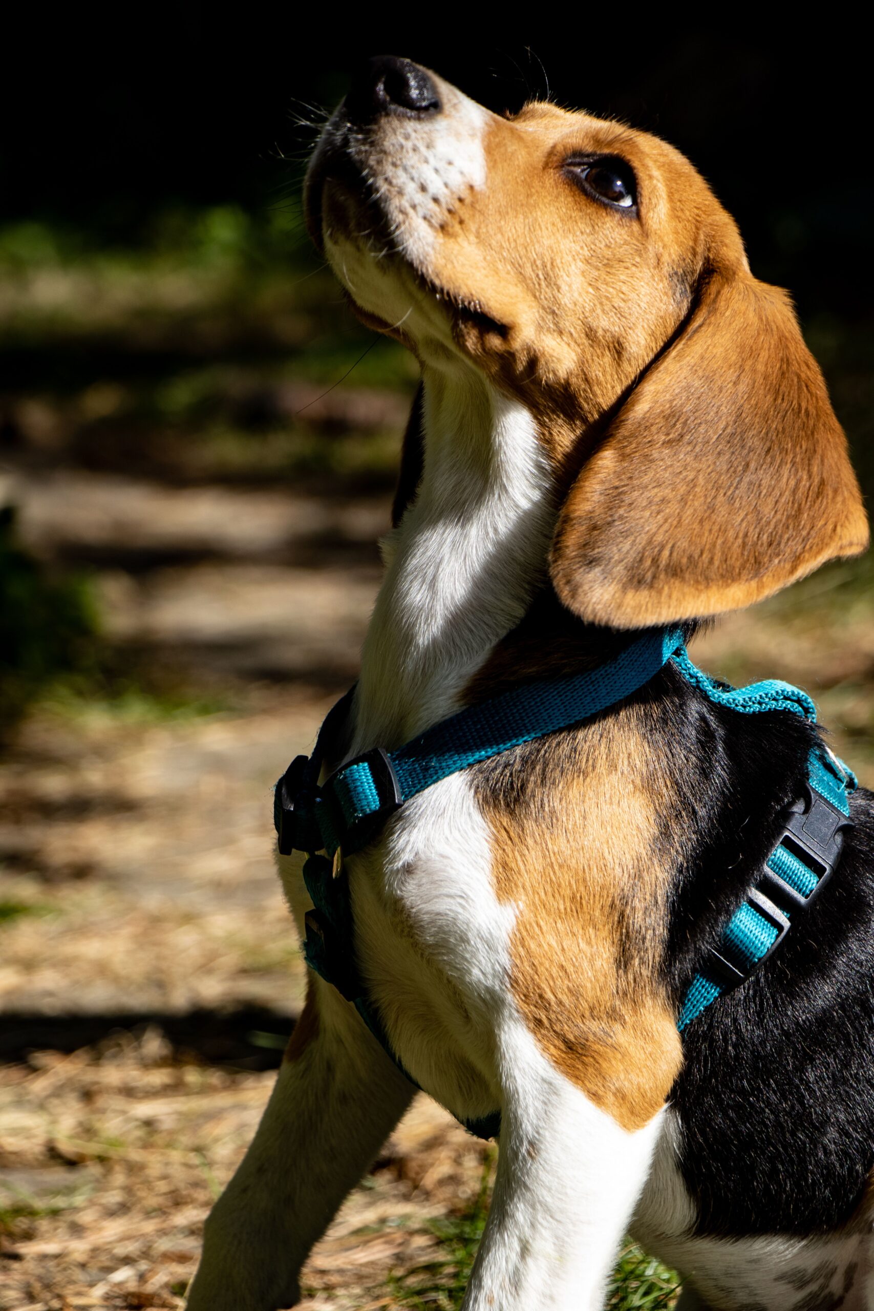 pexels-jedrzej-koralewski-14125120-28220887 Beim der Hundebetreuung wird auf individuelle Bedürfnisse geachtet wie beispielsweise Unverträglichkeiten, Erkrankungen, Ängste des Hundes