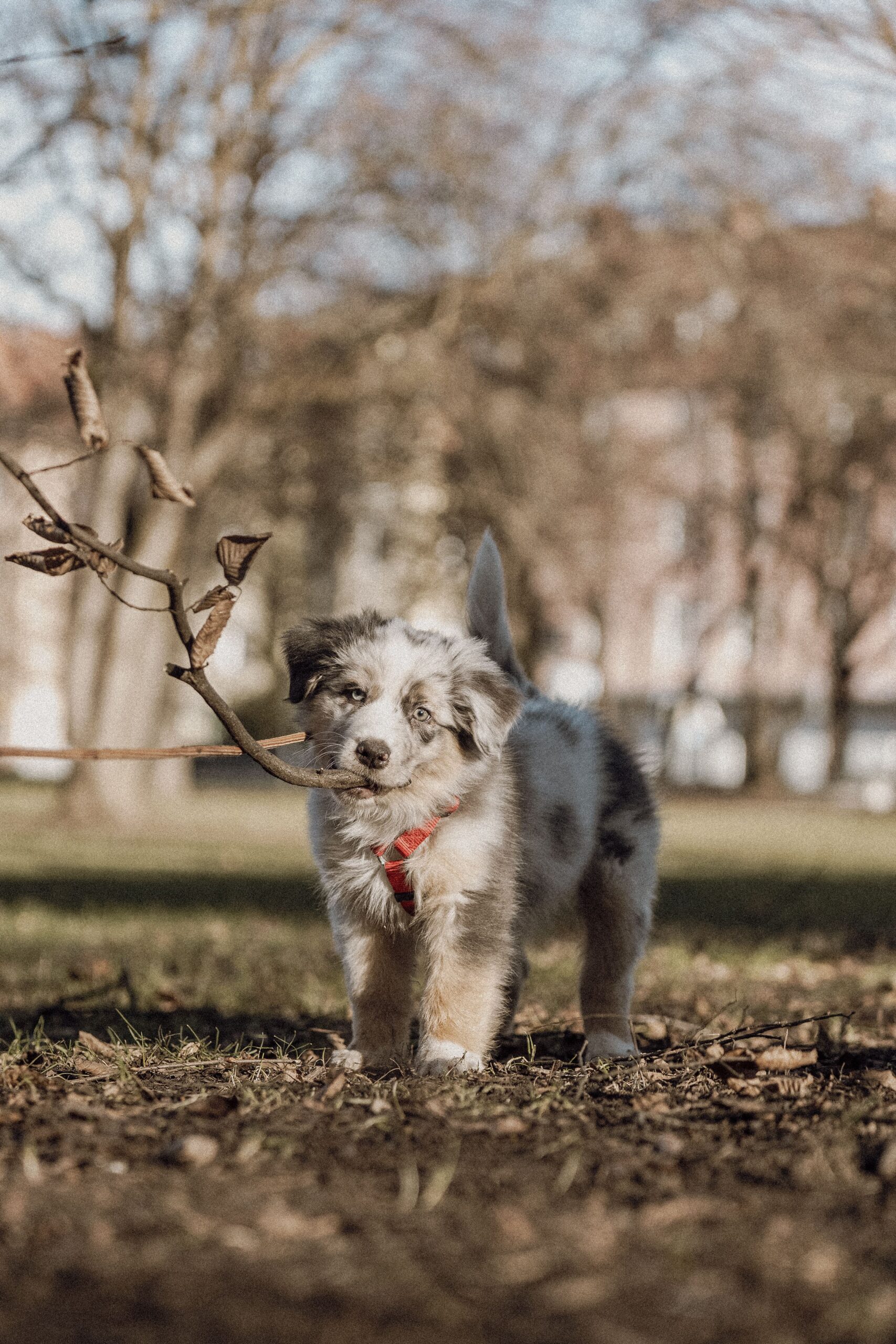 pexels-timo-s-294955713-32622805 Hund mit Geschirr sitzt und gibt Pfötchen beim Gassi-Service Koblenz